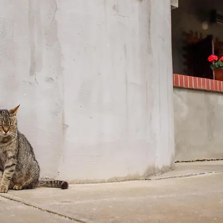 Zsigo Tanya Kiskunfélegyháza