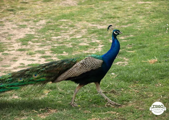 شقة Zsigo Tanya *